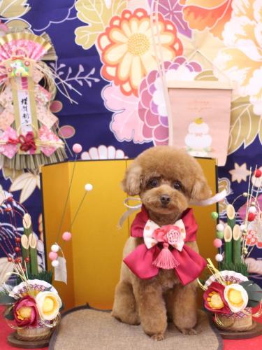 20240126ブラちゃん